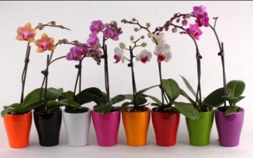 9 правил ухода за орхидеей